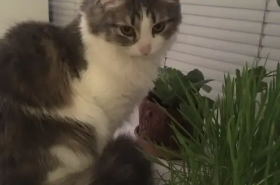 Кошки потеряшки, Тольятти, фото: Потеряшка кошка Кошечка на Молодёжном бульваре, 17