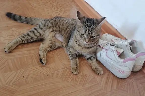 Кошки потеряшки, Новосибирск, фото: Потеряшка кошка на ул. Бориса Богаткова 212/1