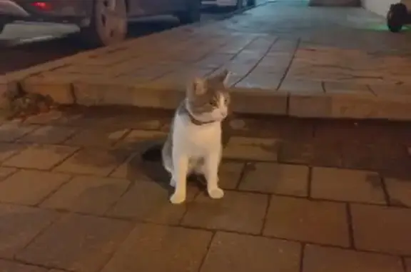 Найден котик на ул. 40 лет Победы, 146 в Краснодаре
