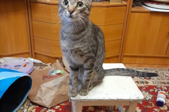 Кошки потеряшки, Новосибирск, фото: Потеряшка кошка на ул. Терешковой, 34, Новосибирск.