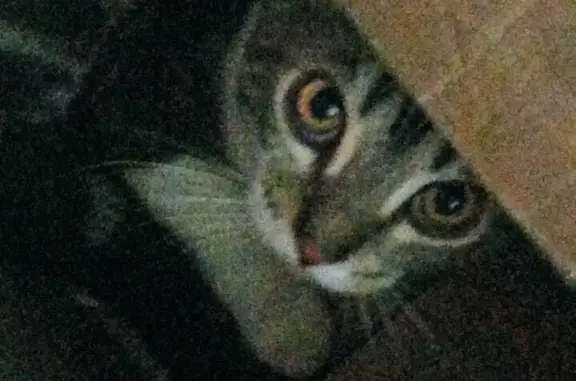 Кошки потеряшки, Иркутск, фото: Потеряшка кошка на ул. Лермонтова, 94, Иркутск