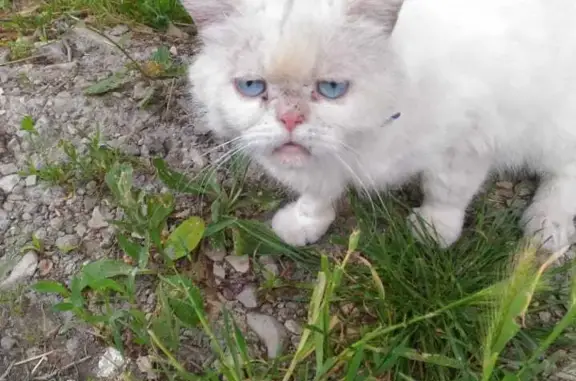 Найден белый котик на ул. Олимпийская, Новороссийск