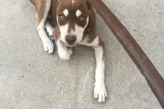Пропала собака на Школьной улице 11 в Мысхако