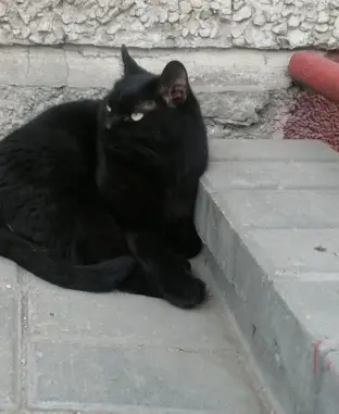 Найдена кошка на улице Дьяконова, 7.