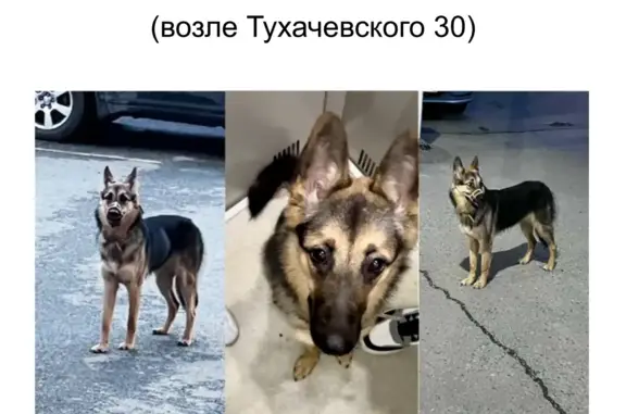 Найдена собака возле Тухачевского 30 во Владивостоке