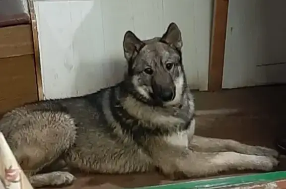 Пропала собака в Кисловодске, возраст 7 мес.