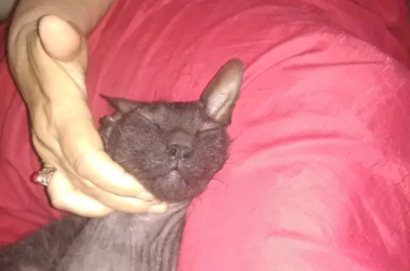 Кошка Сфинкс найдена на ул. Калинина, 210М в Майкопе