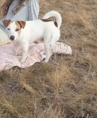 Пропала собака на улице Суворова, 14 в Омске 🆘🐶