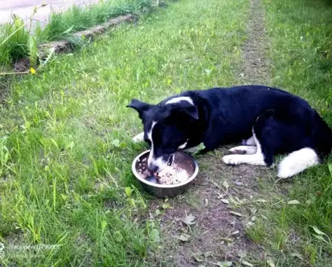 Собака Неясной породы, черный с белыми лапами, найдена: Лиственный переулок, 7