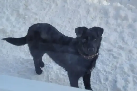 Пропала собака на ул. Мира, 14 в Приволжском районе