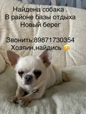 Найдена собака на Шарлыкском шоссе в Оренбурге