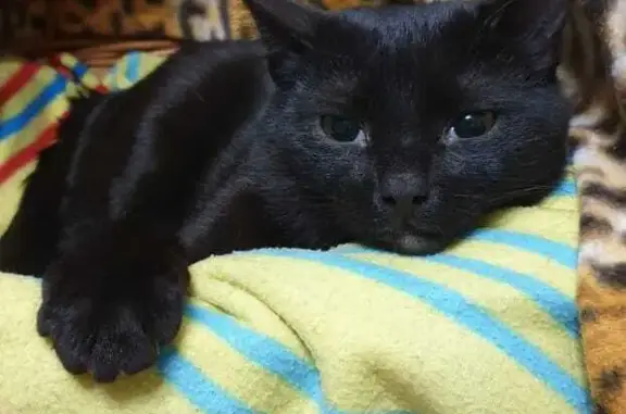 Потерянные животные Санкт-Петербург, фото: Пропала кошка на Троицкой площади, Чёрный кот, 1 год