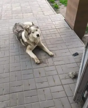 Найдена собака на ул. Виктора Сажинова, 3 в Казани
