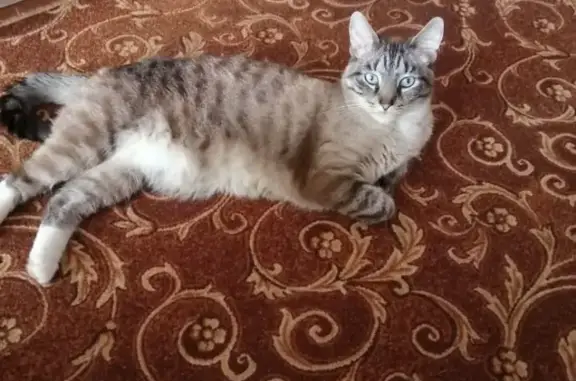 Пропала кошка Миша в Пекшинском сельском поселении