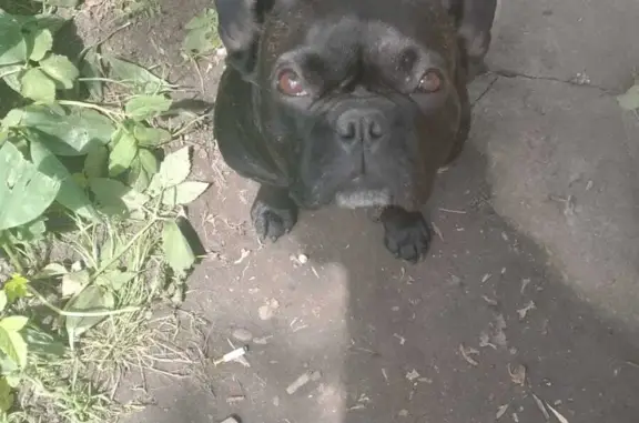 Пропала собака Мика на ул. Карла Маркса, Электросталь