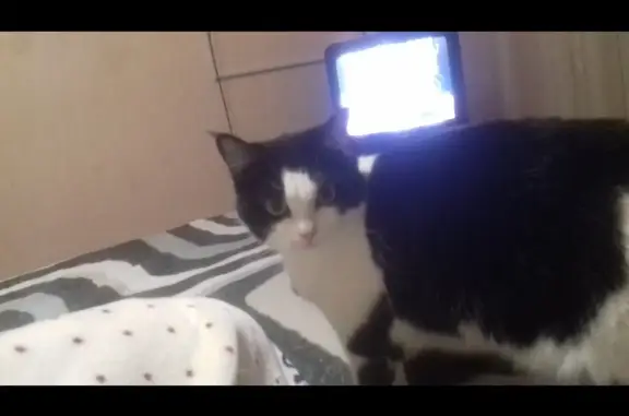 Кошки потеряшки, Набережные Челны, фото: Потеряшка кошка в Набережных Челнах