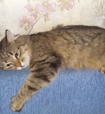 Кошки потеряшки, Киров, фото: Потеряшка кошка на ул. Щорса, 26А, Киров