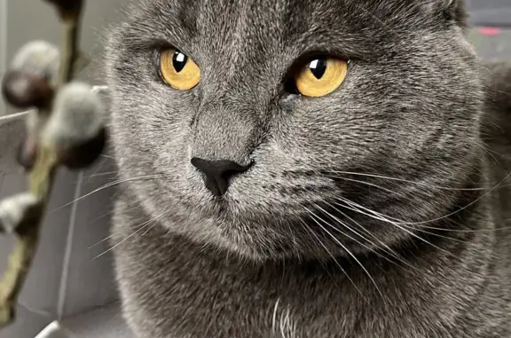 Кошки потеряшки, Молодёжное, фото: Потеряшка кошка в Молодежном, СПб, Серово, 5.06, 5 лет, серый окрас.