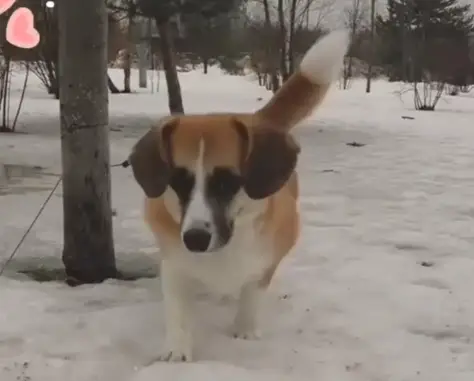Пропала собака в парке Малевича, Московская область