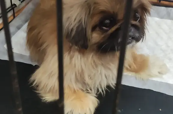 Найдена собака Пекинес на Зелёной улице, Урай