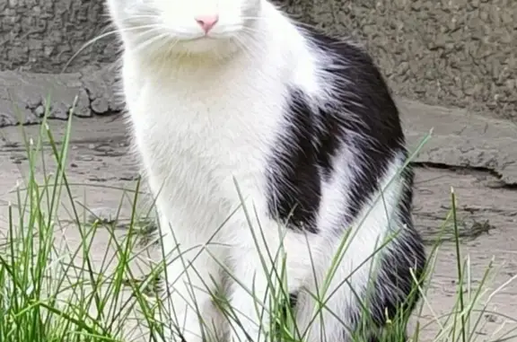 Ласковая черно-белая кошка найдена на Львовском бульваре, 10А