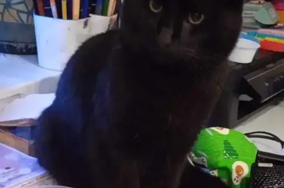 Кошки потеряшки, Санкт-Петербург, фото: Потеряшка кот на Колхозной ул. 5, СПб!