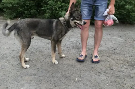 Найдена собака на Люблинской, Челябинск
