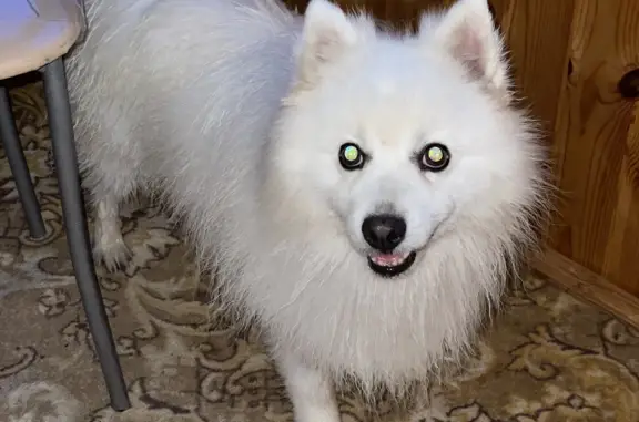 Найдена собака, Нижний Новгород, фото: Собака на Полтавской, 30, НН