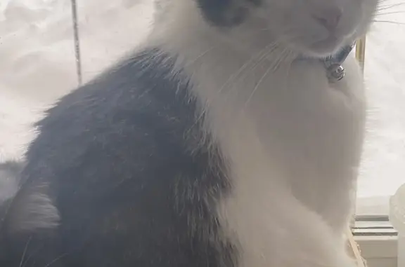 Пропала кошка Лемур в СНТ Стимул, Московская область