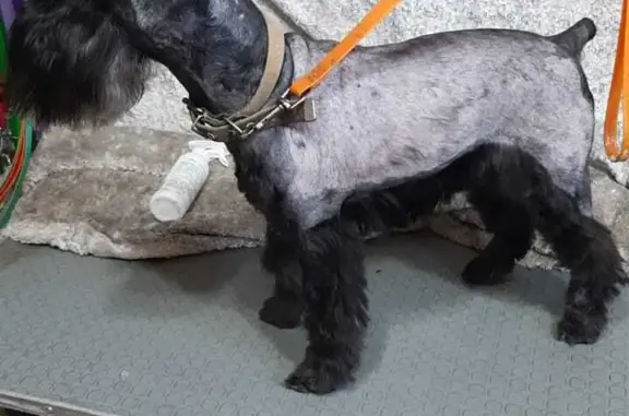 Пропала собака Кабель на ул. Героев-Разведчиков, 30, Краснодар.