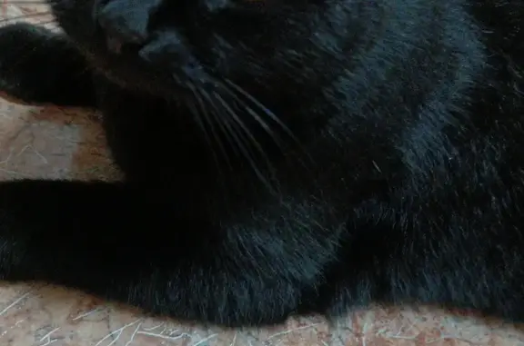 Пропала чёрная кошка на ул. 1 Мая, Арамиль