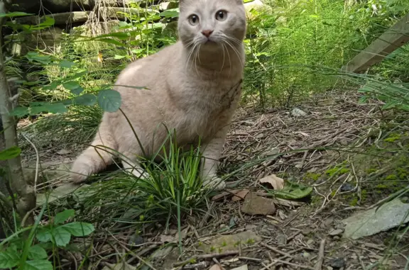 Кошка Котик без лапки на Ломоносовской, Сочи
