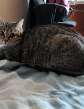 Кошки потеряшки, Новосибирск, фото: Потеряшка кошка Ричи: ул. Иванова, 13, Новосибирск