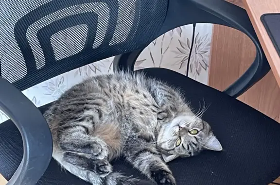 Кошки потеряшки, Ижевск, фото: Потеряшка пестрая кошка на Союзной, 11 в Ижевске