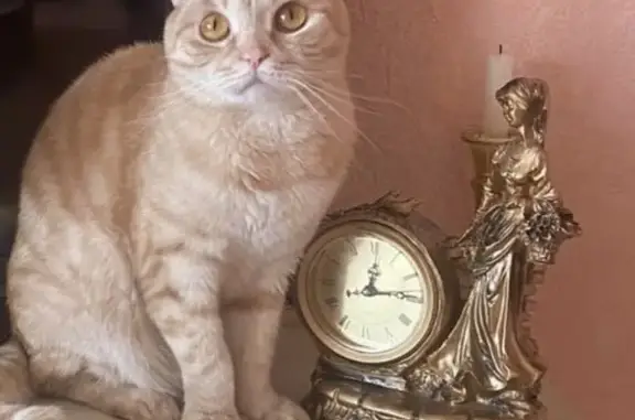 Пропала кошка в Анжеро-Судженске, ул. 50-летия Октября, 2А