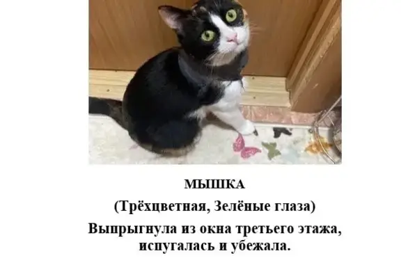 Пропала кошка на ул. Мате Залки, 7В в Симферополе 🐱😢