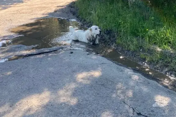 Белая собака без ошейника найдена в Татищево