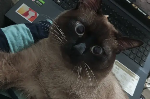 Кошки потеряшки, Армавир, фото: Потеряшка кошка Сёма, ул. Островского 53, Армавир