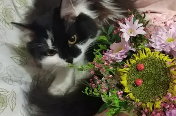 Кошки потеряшки, Новосибирск, фото: Потеряшка кошка на улице Зорге, 70.