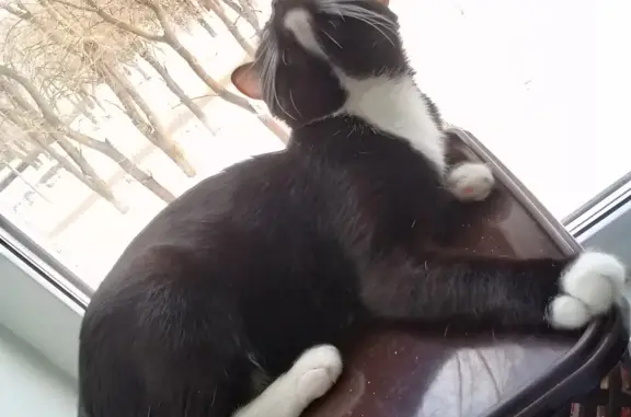 Кошки потеряшки, Тольятти, фото: Потеряшка кошка, бульвар Королёва 24, Тольятти