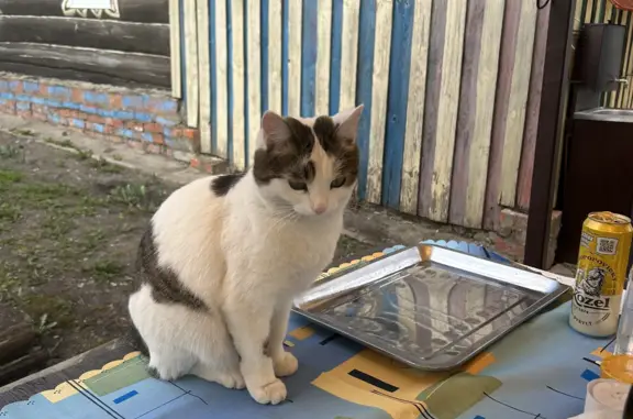 Пропала кошка Коша, ул. Ленина, Сабаево, вознаграждение 10000.