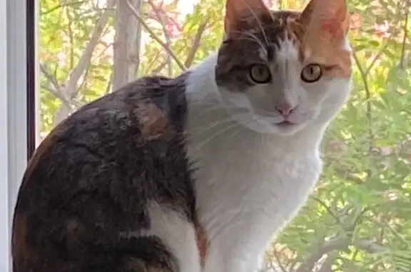 Пропала кошка Оливия в Волгоградской области