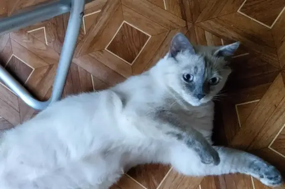 Кошки потеряшки, Новосибирск, фото: Потеряшка кошка Соня, Новосибирск, Новая улица 3