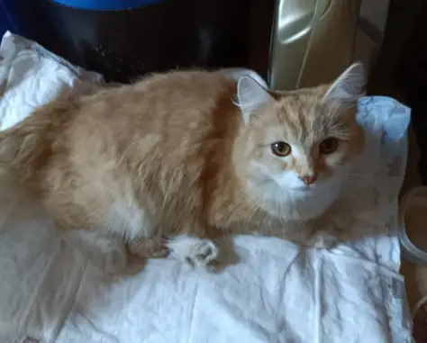 Найдена рыжая кошка с переломом лапы на ул. Машиностроителей, 2А