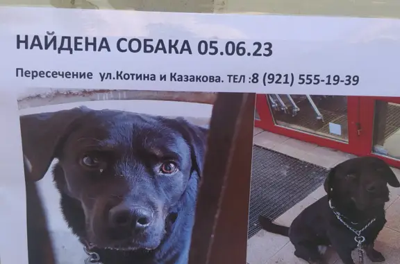 Собака на улице Котина, СПб.