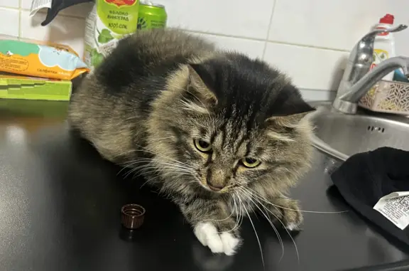 Потерянные животные Смоленск, фото: Пропала кошка Сеня на улице Рыленкова, 89А, Смоленск