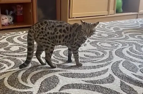 Пропала Азиатская леопардовая кошка на Флагманской, 4 в Севастополе