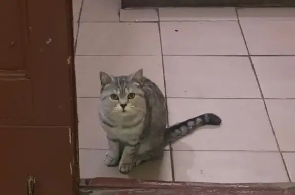 Потерян шотландский кот/кошка на Светлановском проспекте
