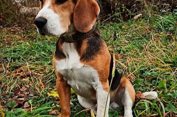 Пропала собака Фил в Рязанской области