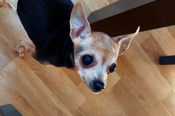 Найдена собака, Калининград, фото: Найдена собачка на пр. Победы, 84 в Калининграде